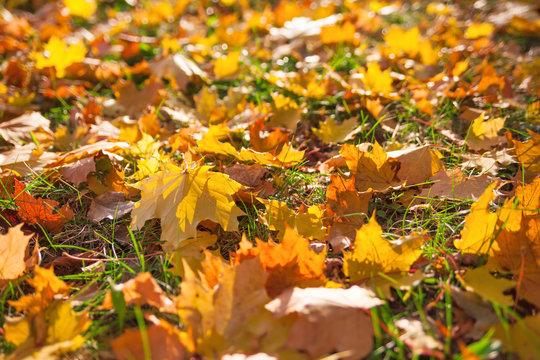 Autumn yellow leaves background
