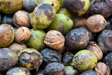 Background of wild walnuts