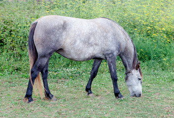 Obraz na płótnie Canvas Grey Horse in a meadow grazing
