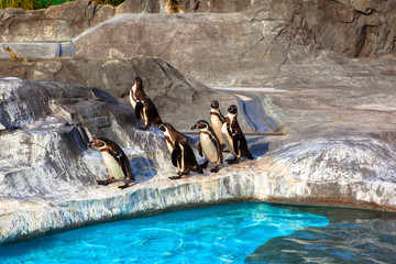 Cute Humboldt Penguins (Spheniscus Humboldt) in Japan