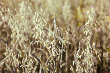 Years young oats field in summer.