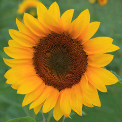 Sunflower in the field against a green background.