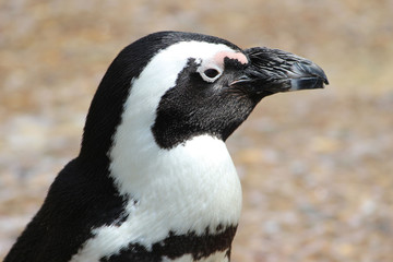 Fototapeta premium Penguin