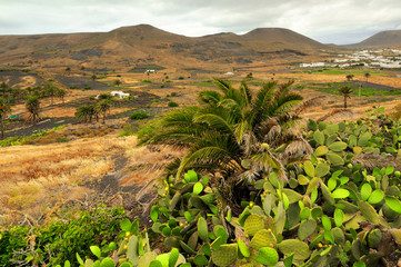 Wyspy Kanaryjskie, Lanzarote, Hiszpania, uprawy © janmiko