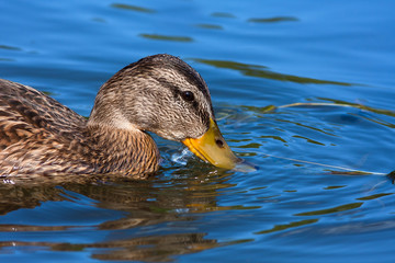 head of duck