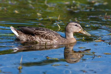 mallard duck
