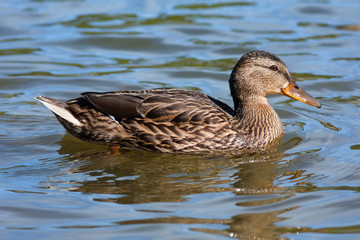duck on the water