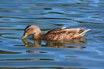 feeding mallard