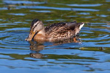 feeding wild duck