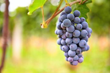 Branch of red wine grapes
