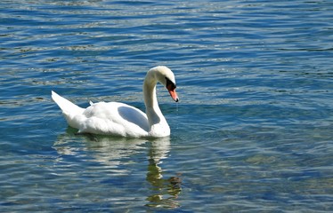 The Swan on Lucerne Lake at Switzerland