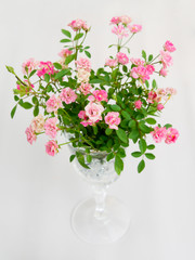 Fototapeta premium ミニバラ すえひめ