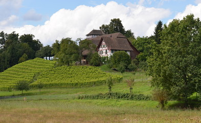 Obraz premium viticulture...zurich