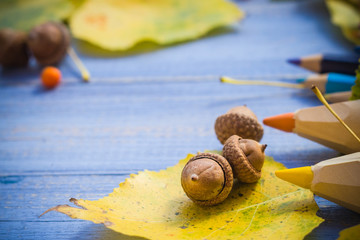Autumn back school acorns and school
