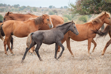 Obraz premium Herd of Wild Horses