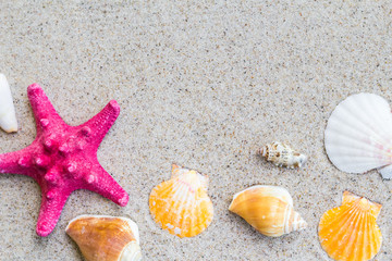 Fototapeta na wymiar colorfull Sea shells sand board