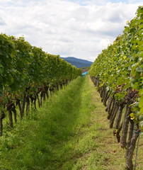 Fototapeta na wymiar viticulture...zurich