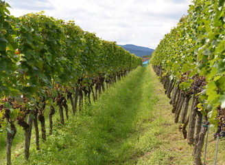 viticulture...zurich