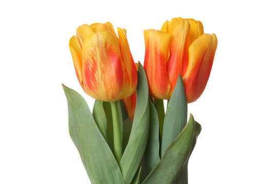fresh spring tulip flowers