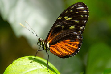 Naklejka premium Schmetterling