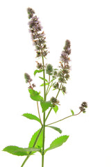 Spearmint (Mentha spicata)