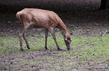 Roe-deer