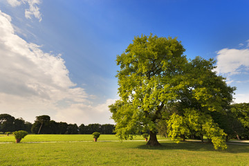Big Oak Tree on a Green Meadow