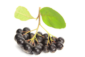 Apfelbeere (Aronia)