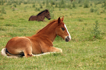 horse foals lying on field