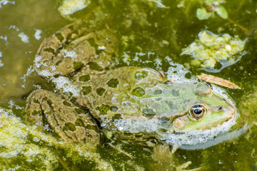 Green Frog