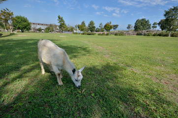 Obraz premium ヤギの放牧