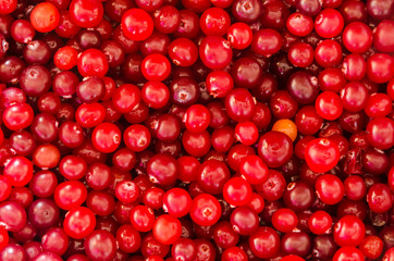 Cranberry Background
