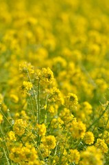 Obraz premium 菜の花畑