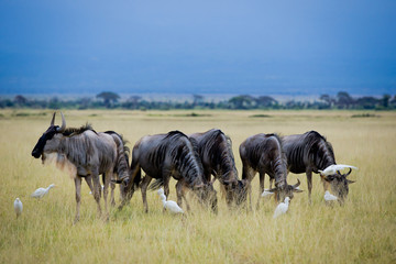 wildebeest