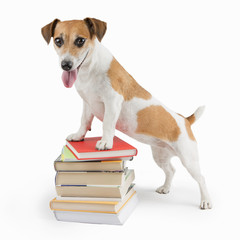 Cute happy dog a lot of books