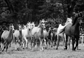 Arabian Horses