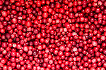 Cowberry Background