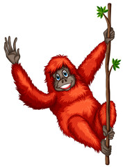 Orangutan © GraphicsRF