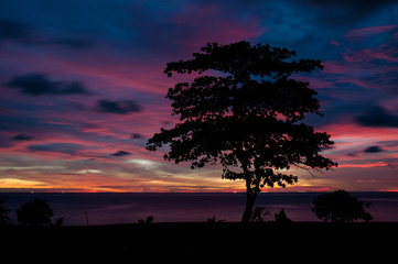 Fototapeta na wymiar Silhouette of tree on sunset background