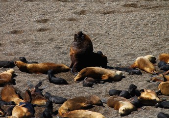 Leoni marini nella Penisola de Valdes