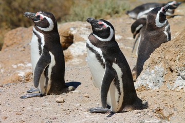 Pinguini de Magallanes
