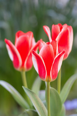 Fototapeta premium Tulipany