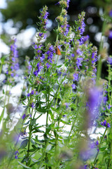 Butterfly on blue flowers of Hyssopus