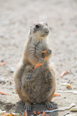 プレーリードッグ