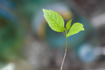 Young plant with litter in background