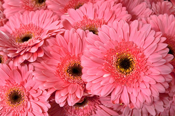 Obraz premium A bouquet of gerberas. Floral background.