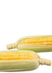 Sweet corn over white background