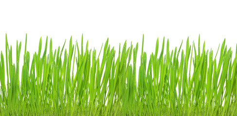 Green grass isolated on white background