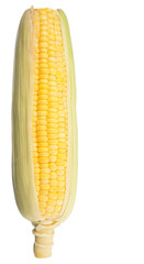 Sweet corn over white background