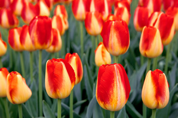 Group of red tulips.